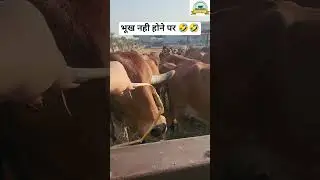 FUNNIEST Moments When COWS Don't Want to Eat #cow #funny  #shorts