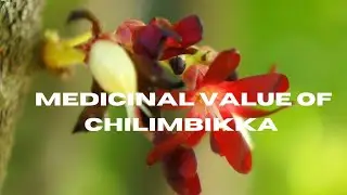medicinal value of chilimbikka.