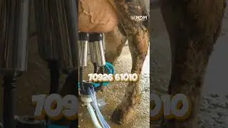 Best Milking Machines for Dairy Farmers | Efficient & Hygienic Milking 🐄