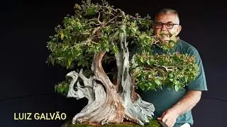LIVE DA BONSAI UAI COM LUIZ GALV&Atilde;O COM DICAS FANT&Aacute;STICAS