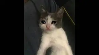 sad edit for the bois