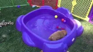 Introduction to the turtle pool