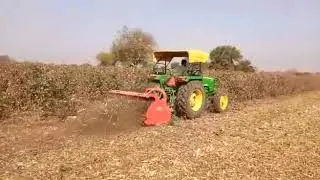 Cotton tree cutting