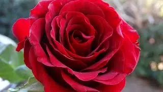 Best Soil Mixture for Rose Plant || Fun Gardening
