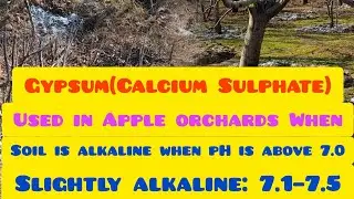 Use gypsum in Apple🍎Orchards when:Soil is alkaline when pH is above 7.0.Slightly alkaline: 7.1&ndash;7.5