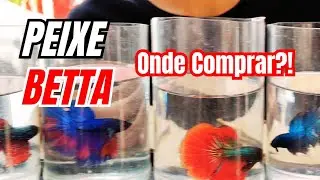 Peixe BETTA onde COMPRAR e DICAS de como CRIAR um betta SAUDÁVEL!!!