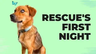 We Rescued a Dog From a Shelter in Romania