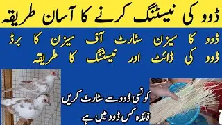 Diamond dove nesting and care tips |Diamond dove information | Dove breeding | Dove birds