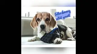 Hunde Futterdummy selber n&auml;hen🐶