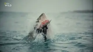 Как большие белые акулы (Carcharodon carcharias) охотятся на капских морских котиков (Ar. pusillus)?