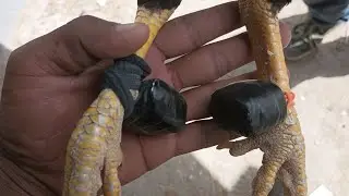 cómo Aser unos botadores