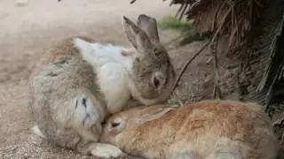 Trip to Rabbit Island (Okunoshima) in Japan. 4K!