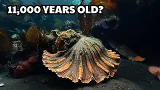 Top 10 Longest Living Animals In The World