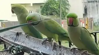 🦜☝️#CUTE PARROTS SOUND 🦜#skyfire🥰 #shortsfeet #viralvideo #viwesforlikes #tringvideo #youtubevideo 🦜