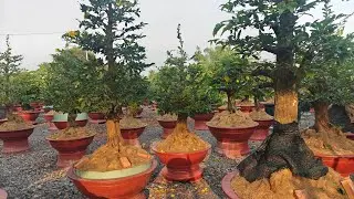 Mai nở sớm vườn Hoàng Mai Tứ Quý Ghép