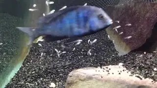 Stripping a Cichlid - Over 50 Fry!! My First Time!!