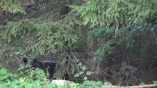 Pui de urs curios, Romania  / Bears in Romania by Ursuletul Carcotas