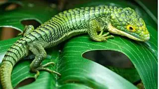13 Different Types of Lizard in the World