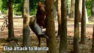 Fast attack! Immediately monkey Elsa very fast attack and bite hurt to monkey Bonita