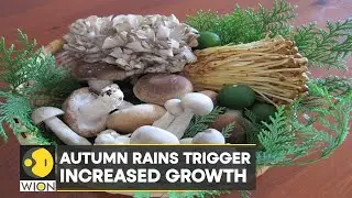 WION Climate Tracker: Mushroom season in France, Switzerland | World Latest English News