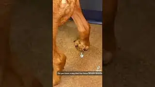 Задние прибылые пальцы у собак
