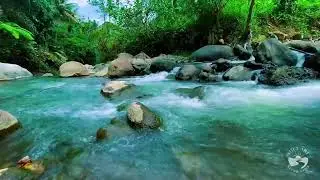 Hidden River in Dark Forest Night | Calm Flowing Water Sounds for Deep Sleep