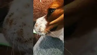 Puppers