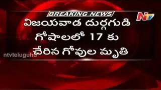 17 Cows died of food poisoning in Durga Temple - Live Update