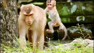 LOL! Adorable BB Rainbow jump & run follow Libby she worry Libby run away far from her