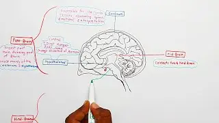 Human Brain: structure and function | Human brain class 10 | Control and Coordination | NCERT