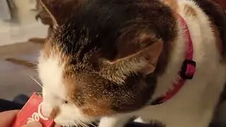 Jelly our stubborn cat