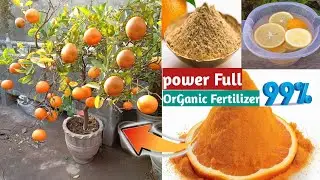 Super Power Full OrGanic Fertilizer for orange plant | How To use Organic & chemical Fertilizer Time