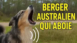 Berger australien qui aboie