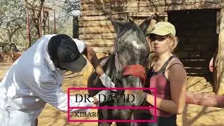 TREATMENT OF CHRONIC DIARRHOEA IN HORSES