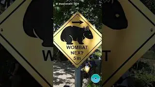 ❣️WoWoWoWoWombat🤣