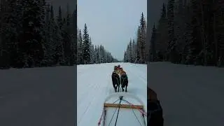 Dog sledding at North Pole, Alaska. #dogsled  #alaska #winter #northpole #travel