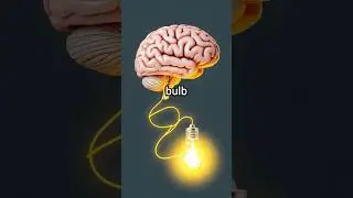 Our Brain Produces Enough Electricity to Light a Bulb! 💡