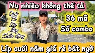 29-1-2026☎️039 555 7441📲xã clip cuối giá rẻ mã số combo 36 mã nụ đeo kính cây 
