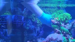 How To Frag GSP, Rescaping To Another Tank, Part 1