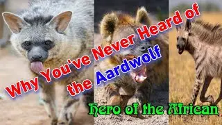 The Aardwolf Africa's Most Elusive Hyena Explained|| top unique Aardwolf Facts