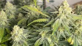 RQS shogun strain organically grown alongside their cookies gelato from clones to harvest