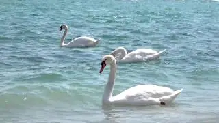 White Swans on the Lake Ontario (Ontario, Canada)