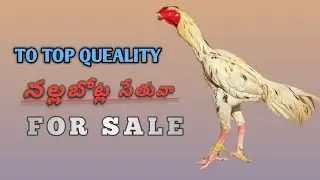 TOP QUEALITY || NALLA BOTLA SETHUVA || FOR SALE || +91 95020 90981|| @Ss_farms_8822