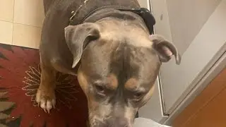 Stoopbullykennels Live ‼️ MY HELPER BIG BABY HELP ME CLEAN AND COOK TTUS