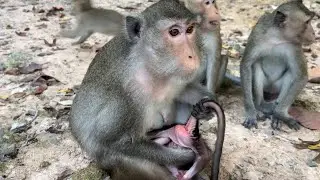Good or Bad! Monkey Anna reminds her skill to educate hot lesson with newborn 