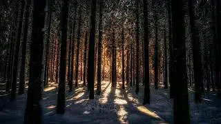 Nicolai Heidlas - Winter Sunshine