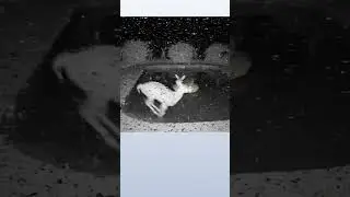 Home security camera records horror video #ai #besai25 #animals #cctvcamera
