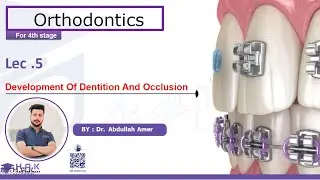 Ortho4 | lec 5 | Development of dentition & occlusion