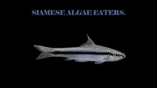 AQUARIUM SIAMESE ALGAE EATER 1