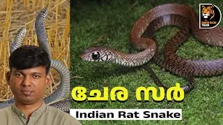 നമ്മുടെ സ്വന്തം &lsquo;ചേര സർ&lsquo; ;Indian Rat Snake #davidrajutalks #snake #wildlife